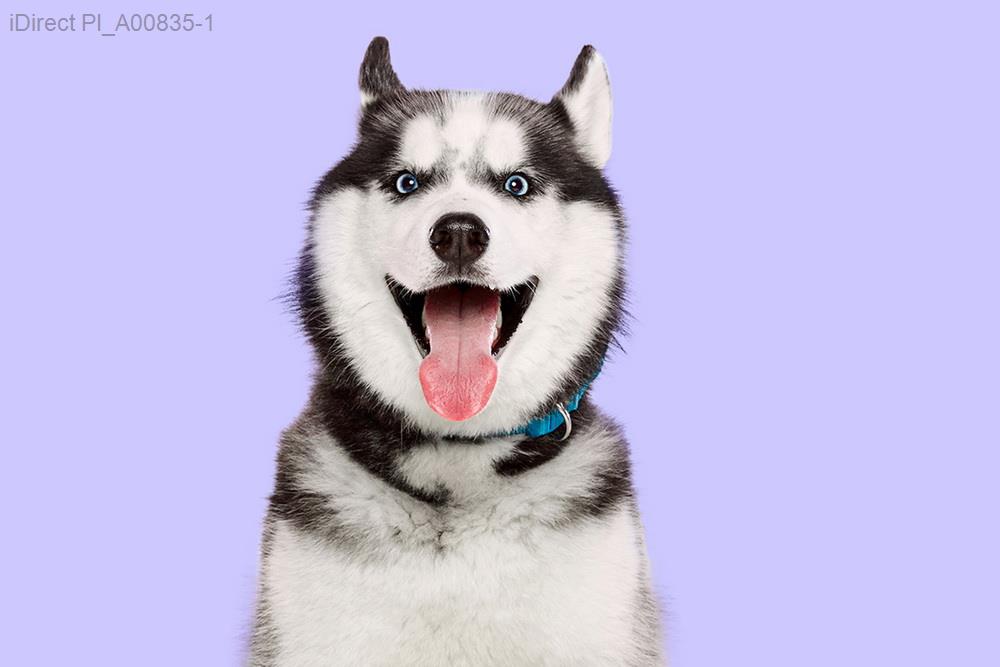 2023年最佳寵物美容店大公開！全台前5強推薦，讓毛孩更煥然一新！示意圖